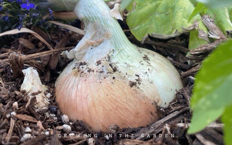 Texas Early Grano Onion
