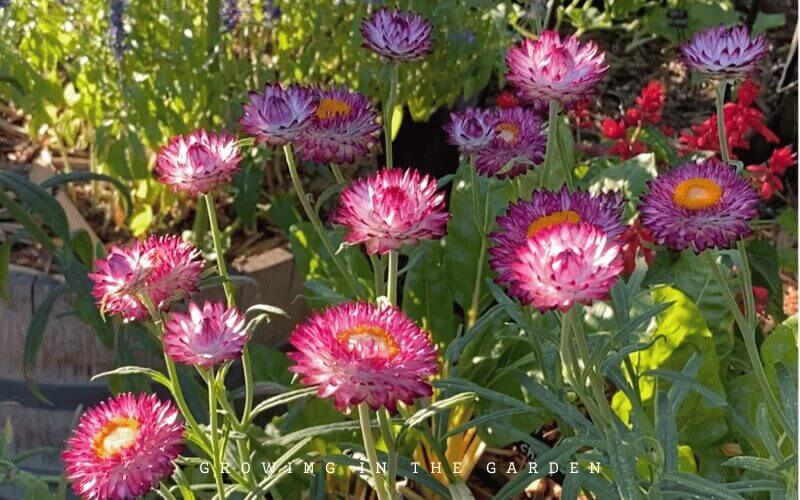 Rainbow Bouquet Dwarf Strawflower