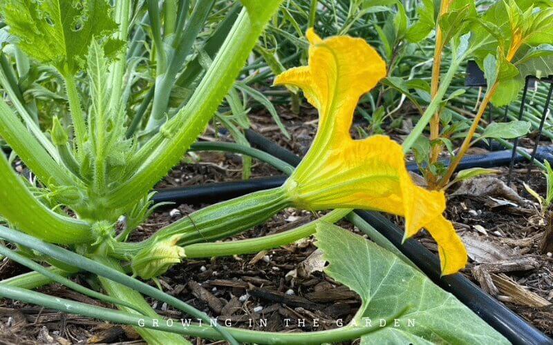 My FAVORITE Crops
that I plant EVERY YEAR