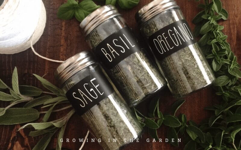 This post lists my favorite crop varieties; the vegetables, herbs, and flowers I grow that are standouts and perform well season after season. 