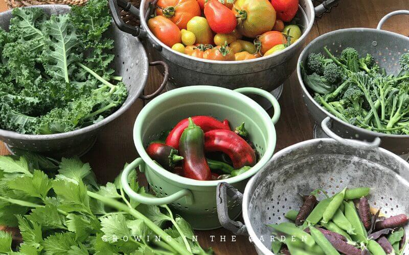 This post lists my favorite crop varieties; the vegetables, herbs, and flowers I grow that are standouts and perform well season after season. 