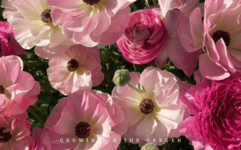 This post lists my favorite crop varieties; the vegetables, herbs, and flowers I grow that are standouts and perform well season after season. 