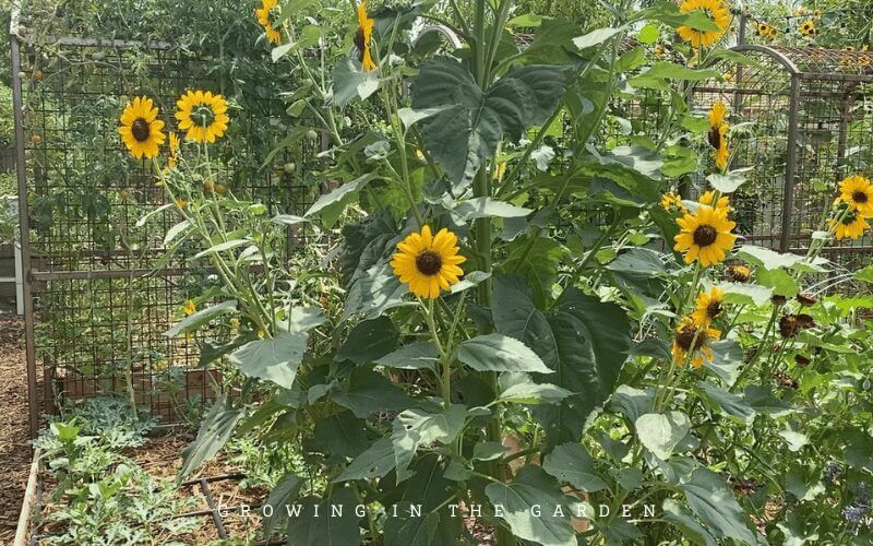 This post lists my favorite crop varieties; the vegetables, herbs, and flowers I grow that are standouts and perform well season after season. 