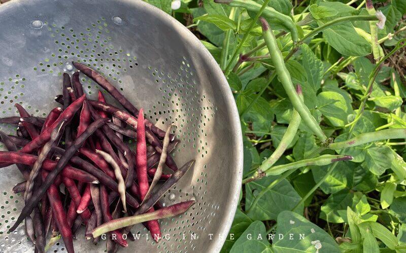 Pinkeye Purple Hull Cowpeas