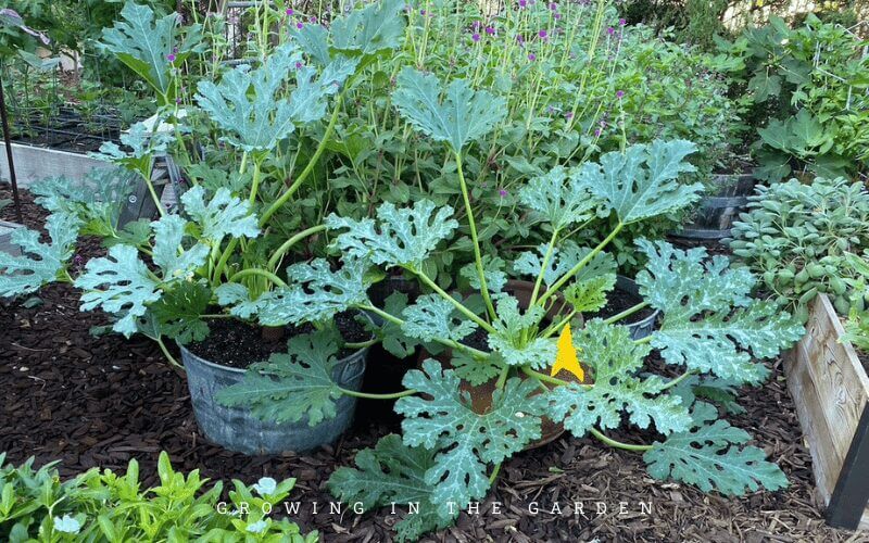 Astia Container Zucchini