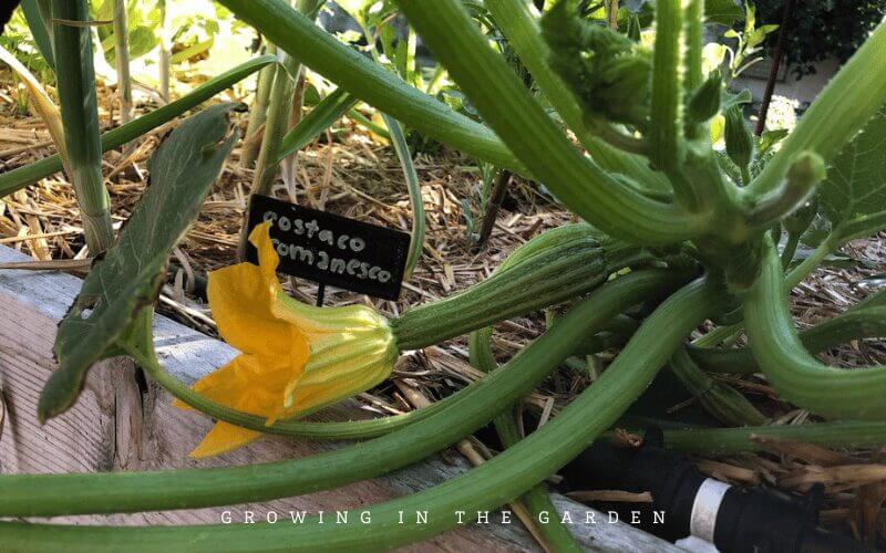 Costata Romanesco Summer Squash