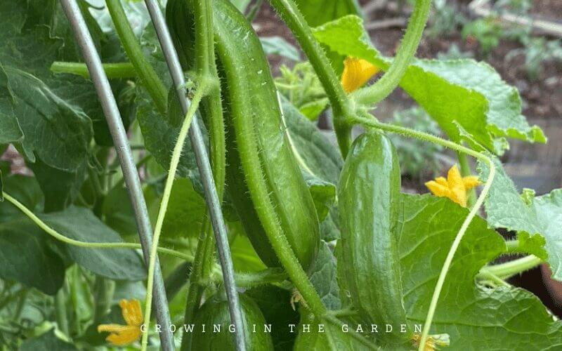 Japanese Cucumbers