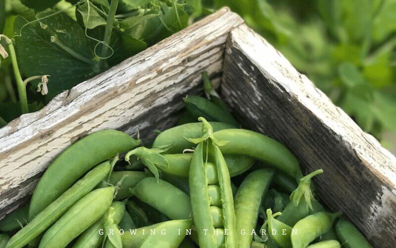 Super Sugar Snap Peas