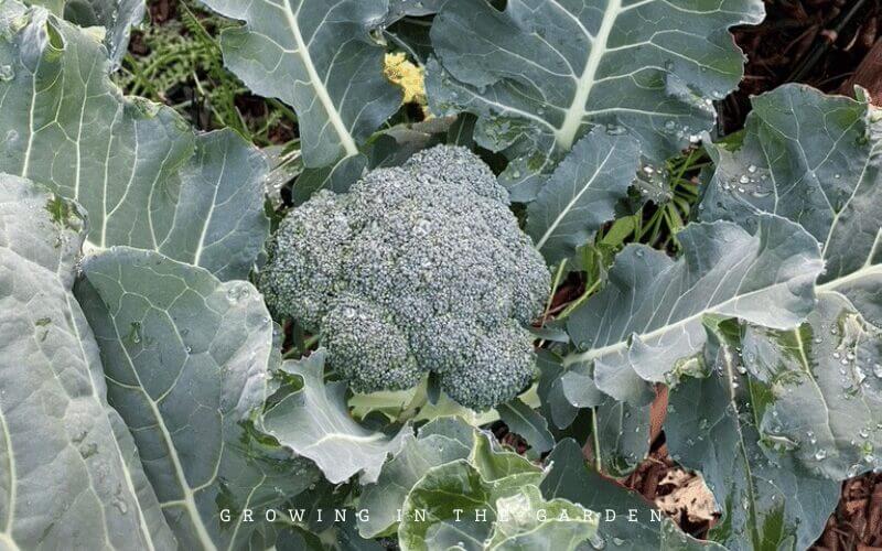 Imperial Broccoli