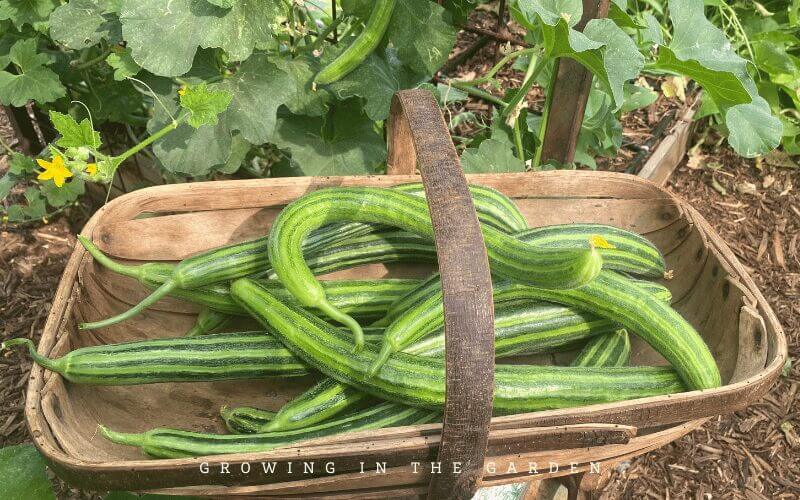 Painted Serpent Armenian Cucumber