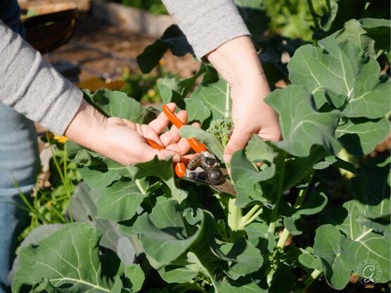 Felco Pruners featured image