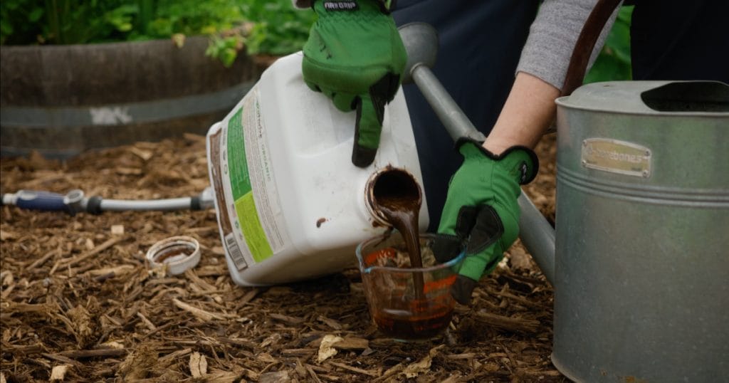 Fertilize monthly to maintain nutrient levels in containers