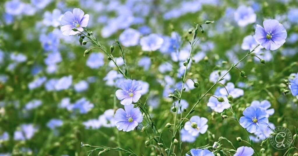Delicate blue flax flowers, featured in the Arizona Annual Flowers Planting Guide, bloom in a green field on a sunny day.