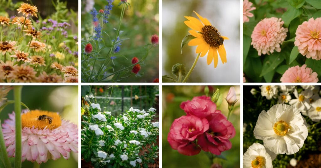 Arizona Annual Flowers: A Visual Guide for Low-Desert Flowers