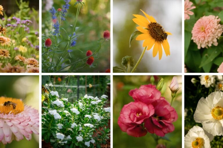 Arizona Annual Flowers: A Visual Guide for Low-Desert Flowers featured image