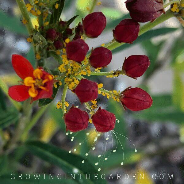 Desert Milkweed flower in Arizona garden