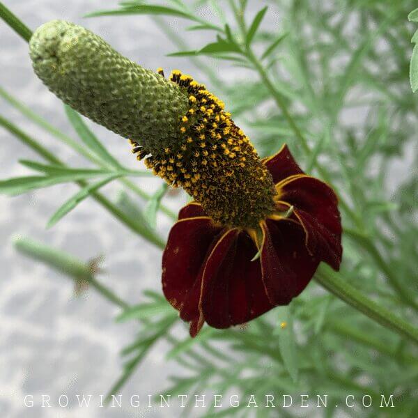 Mexican hat flower in Arizona garden