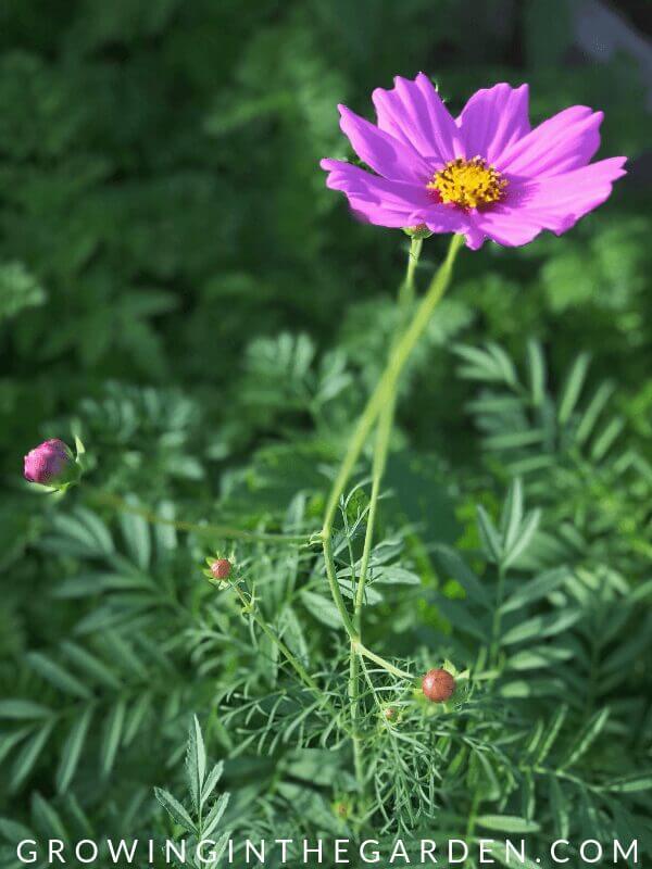 Cosmos in Arizona Summer garden