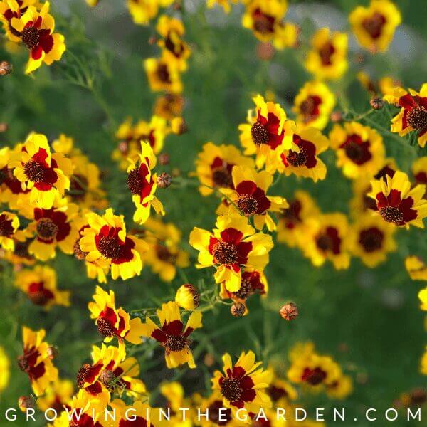 10 Flowers that love the heat of summer - and how to grow them -FLOWERS FOR ARIZONA SUMMERS – WHEN AND WHAT TO PLANT