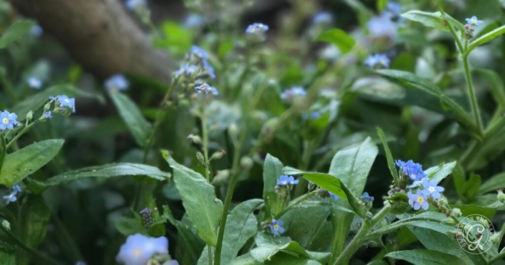 Close-up of green foliage with small blue forget-me-not flowers, blurred background. Ideal for those using the Arizona Annual Flowers Planting Guide.