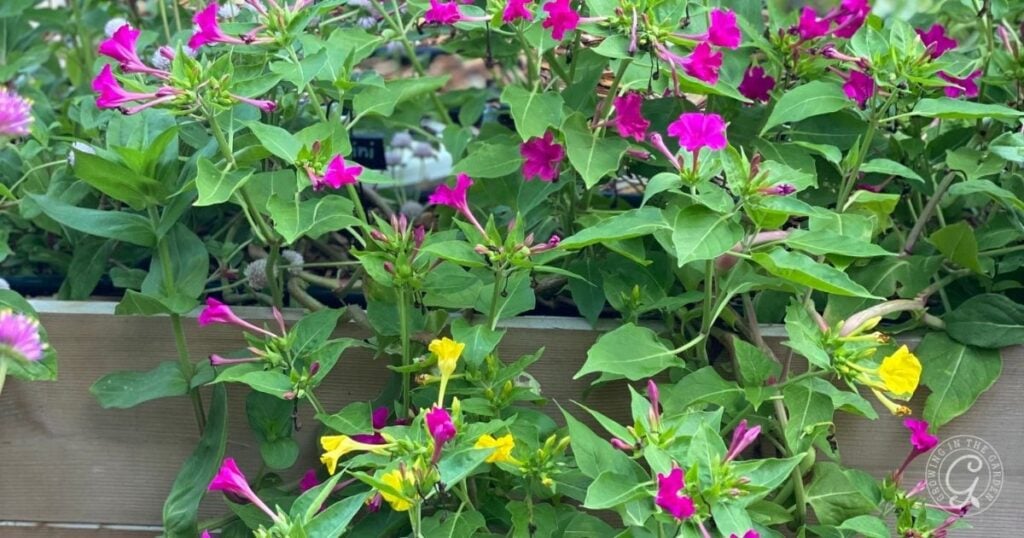Pink and yellow four o’clock flowers bloom brightly in a wooden garden planter, adding vibrant charm inspired by the Arizona Annual Flowers Planting Guide.