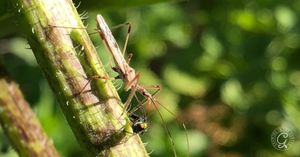 Gardening for Beginners: Beneficial Insects as Pest Control