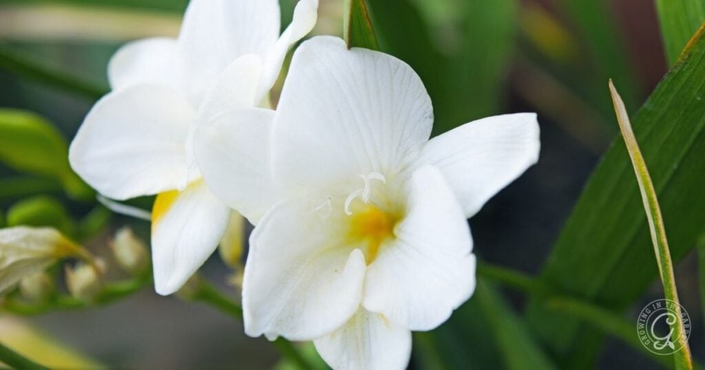 Close-up of two white freesia flowers with yellow centers surrounded by green leaves, as featured in the Arizona Annual Flowers Planting Guide.