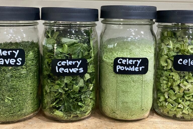How to Make and Use Freeze-Dried Celery  featured image