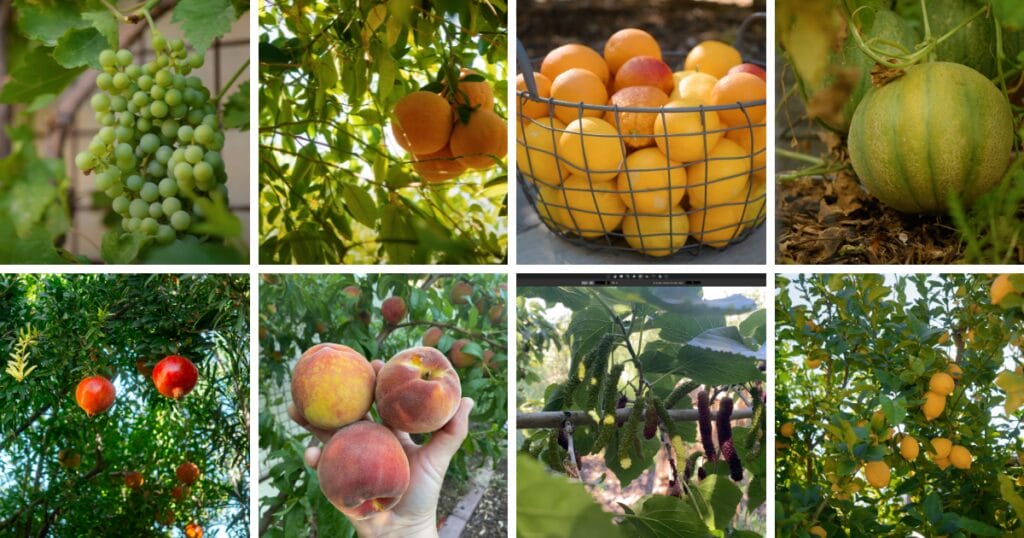 Arizona Fruit Planting Guide: A Visual Guide for Low Desert Fruit