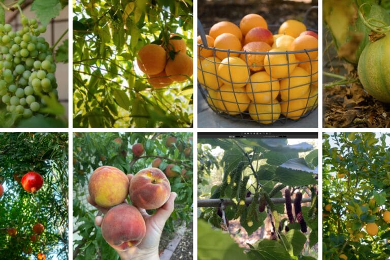 Arizona Fruit Planting Guide: A Visual Guide for Low Desert Fruit featured image