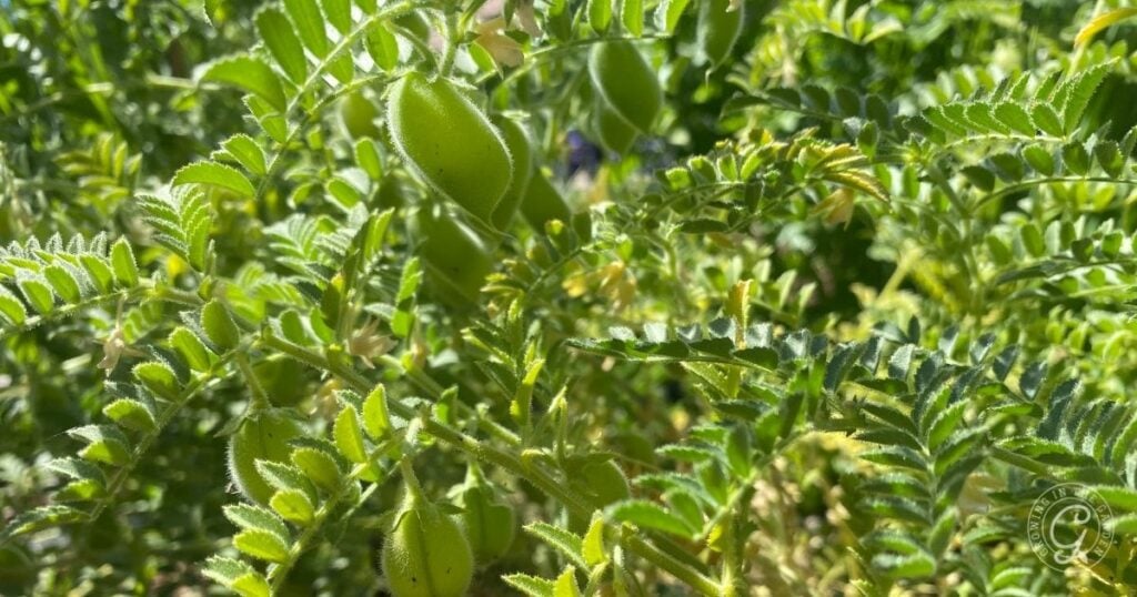 Close-up of green chickpea pods and leaves on a chickpea plant in sunlight.