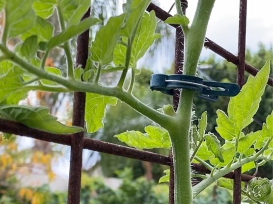 Garden Clips featured image