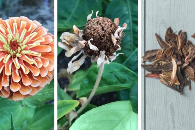 Garden Hacks: 9 Simple Tips for the Garden featured image