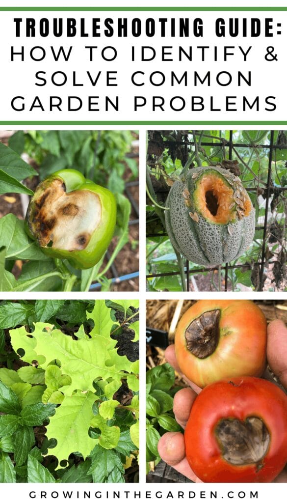 Garden Troubleshooting Guide: How to Identify & Solve Common Garden Problems