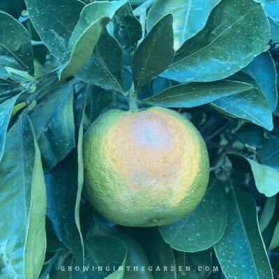 Sun Scorch on Citrus