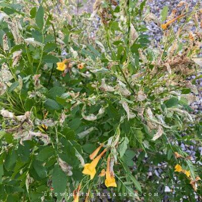 Caterpillar Damage on Tecoma