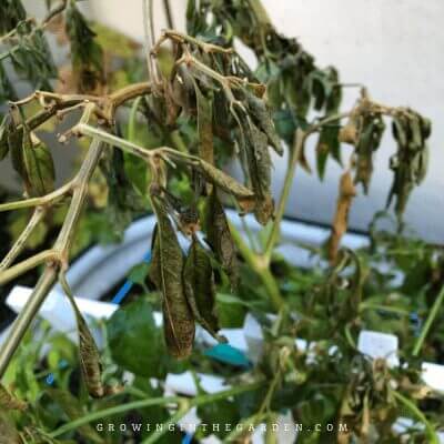 Frost Damaged Tomatoes