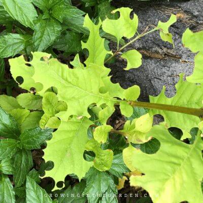 Damage from Leaf-Cutter Bees