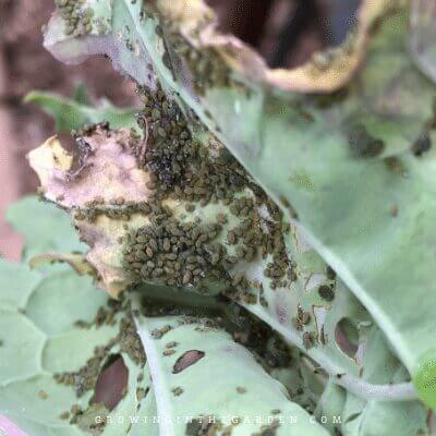 Aphids