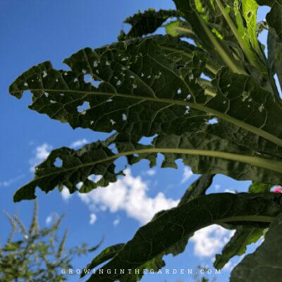 Caterpillar Damage on Kale