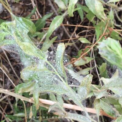 Spider Mites