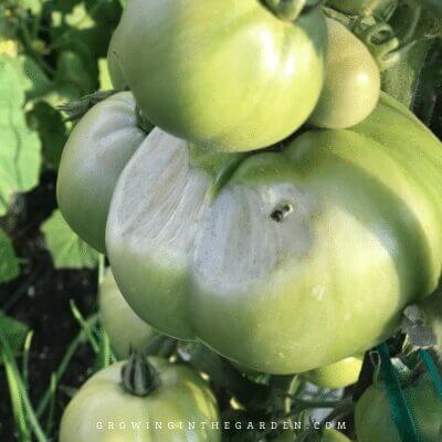 Sunscald on Tomatoes