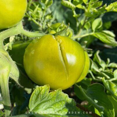 Split Tomatoes