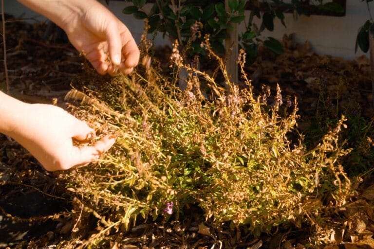 Garden Troubleshooting Guide: How to Identify & Solve Common Garden Problems featured image