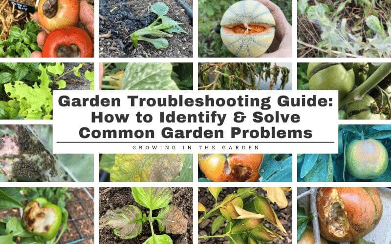 Garden Troubleshooting Guide: How to Identify & Solve Common Garden Problems