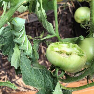 Damage from Hornworm Caterpillar