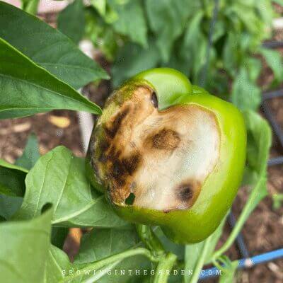 Sun Scorch on Peppers