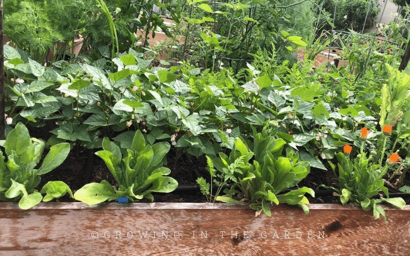 Take a walk around your garden each morning - preferably while the watering system is running. Take note of what is growing well (yay!), and observe problems while they are young and easily corrected. When you catch problems (pest, disease, watering issues) while they are small, they are easily managed. Find joy in the successes and learn from the failures.