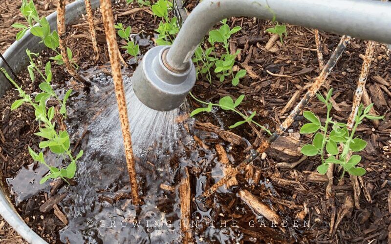 There should also be a water source nearby or within a hose distance.