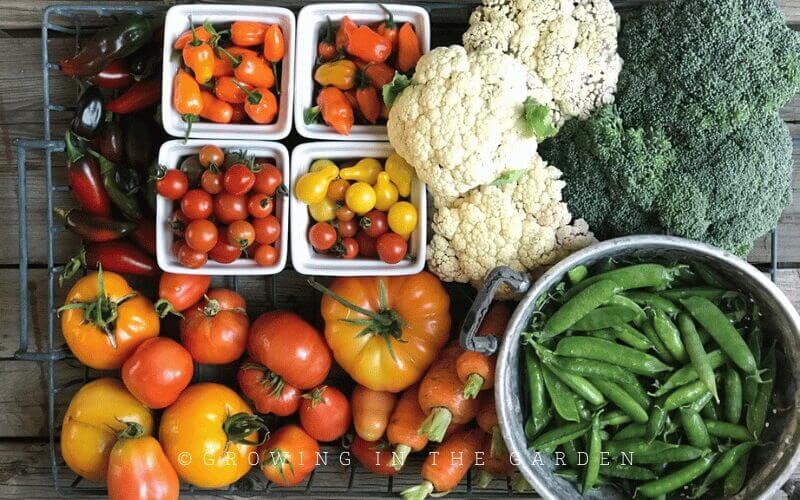 Pick young and pick often - this encourages more production. Use the food you grow in the garden. Try new recipes and incorporate your garden harvest into your family's food. Soups and smoothies are a great way to use vegetables from the garden.